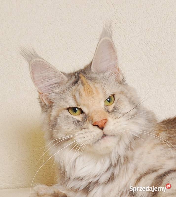 Przepiękna dorosła koteczka Maine Coon LEGALNA Maine Coon Białystok