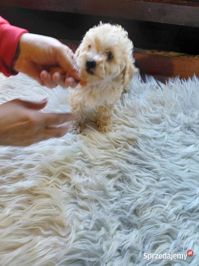 Pudel toy piesek morelowy Wyszków