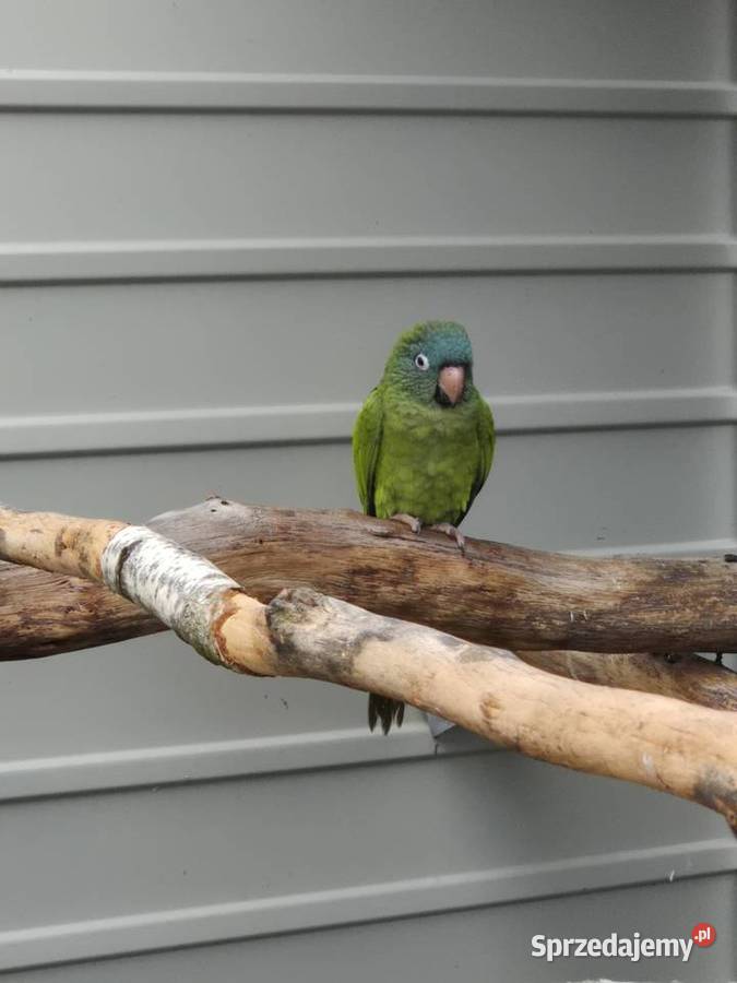 Konura niebieskoczelna Rakoniewice