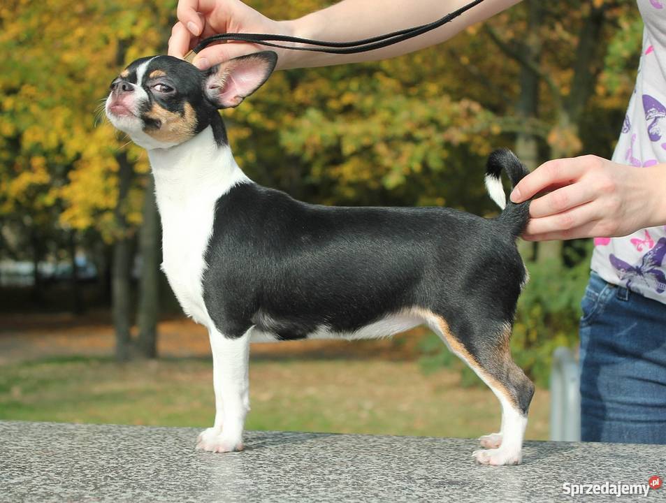 Chihuahua z rodowodem ZKwP