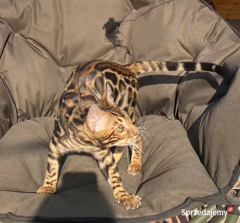 Kocurek Bengalski w opcji Hodowlanej Rodowód Dzierżoniów