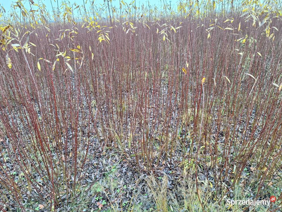 Wiklina zielona wykoszona niesortowana podkarpackie Leżajsk sprzedam