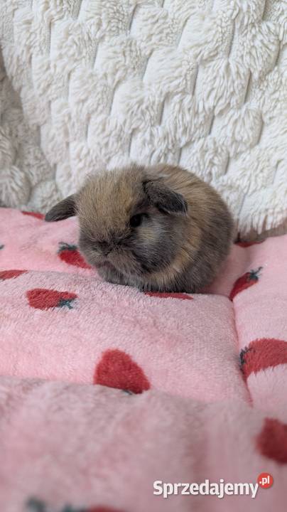 Mini lop królik miniaturka mały karzełek baranek sprzedam