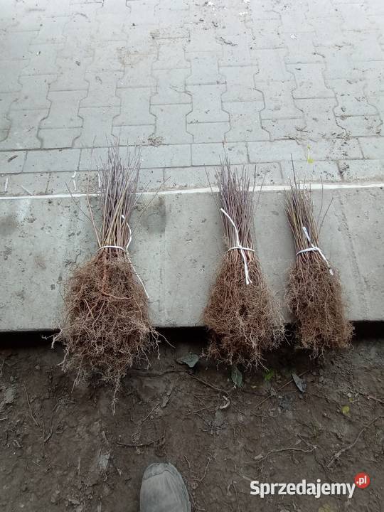 Klon jesionolistny sadzonki