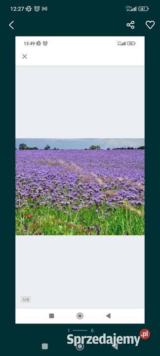 zapylanie upraw facelia nostrzyk ogórecznik Łomża