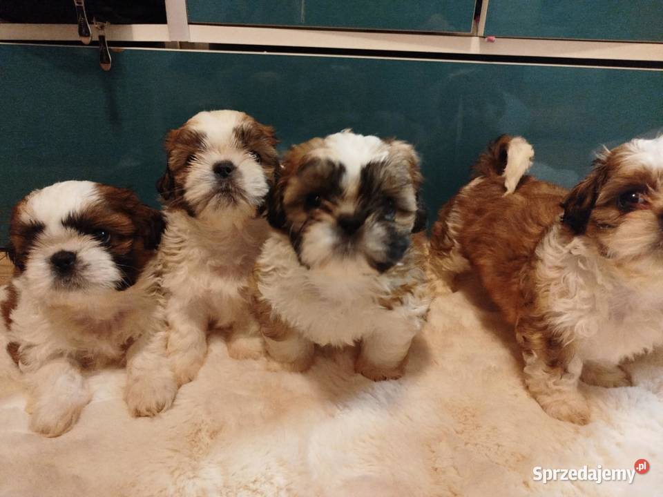 Piękne pieski shih tzu Shih Tzu Mrągowo