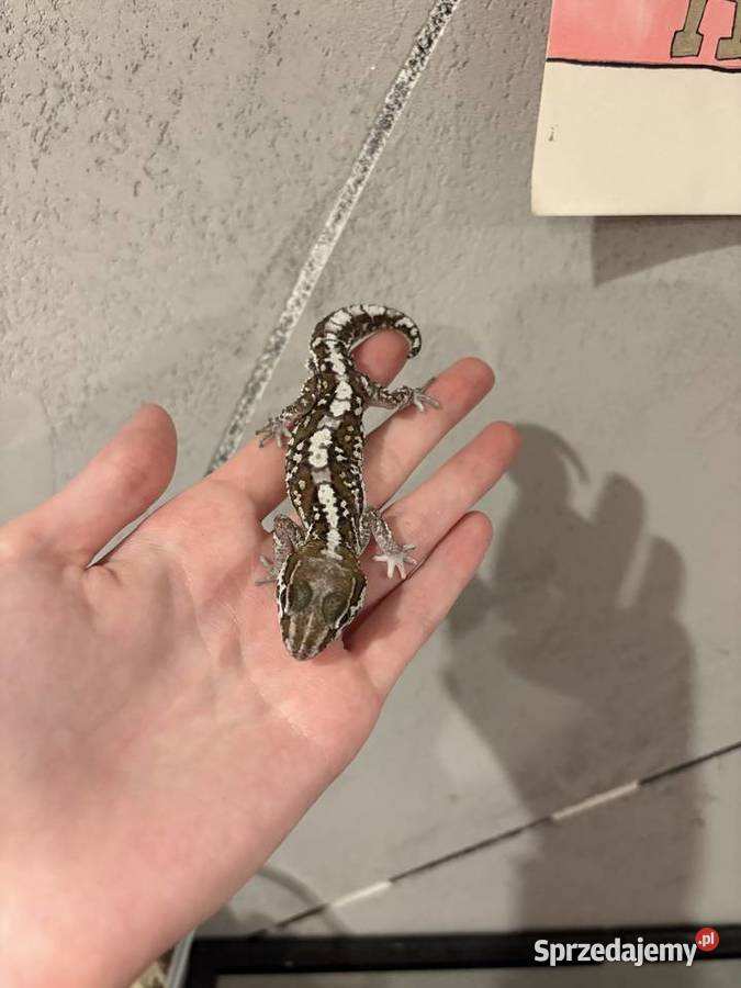 Sprzedam gekona madagaskarskiego Gady i płazy Sulejówek sprzedam