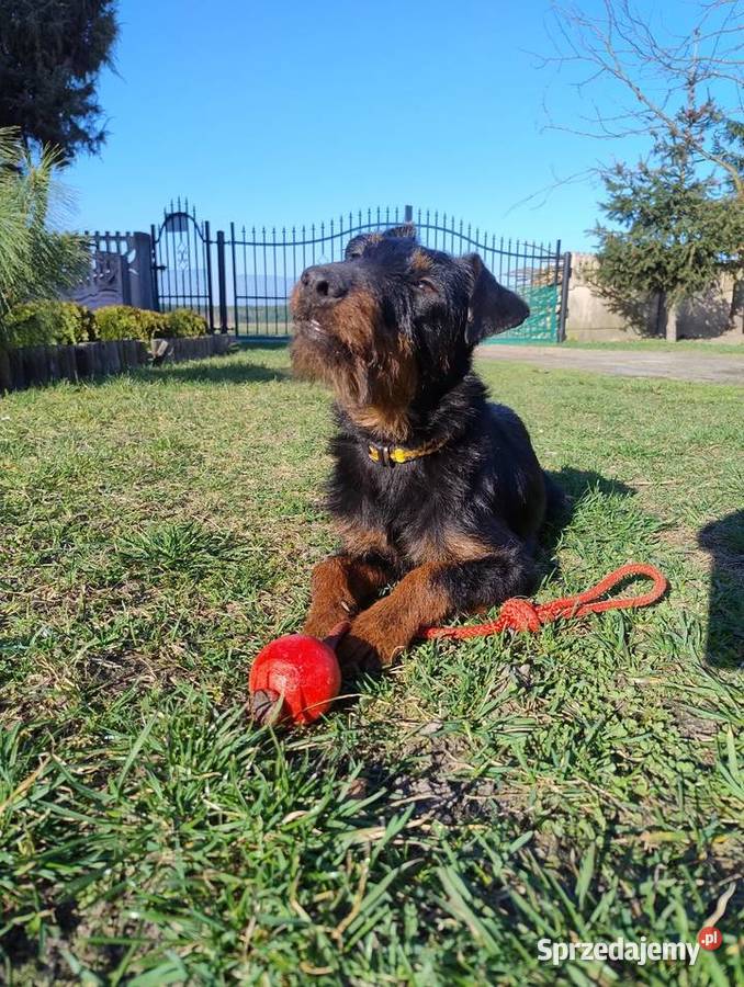 Terier Niemiecki Piesek Kosin