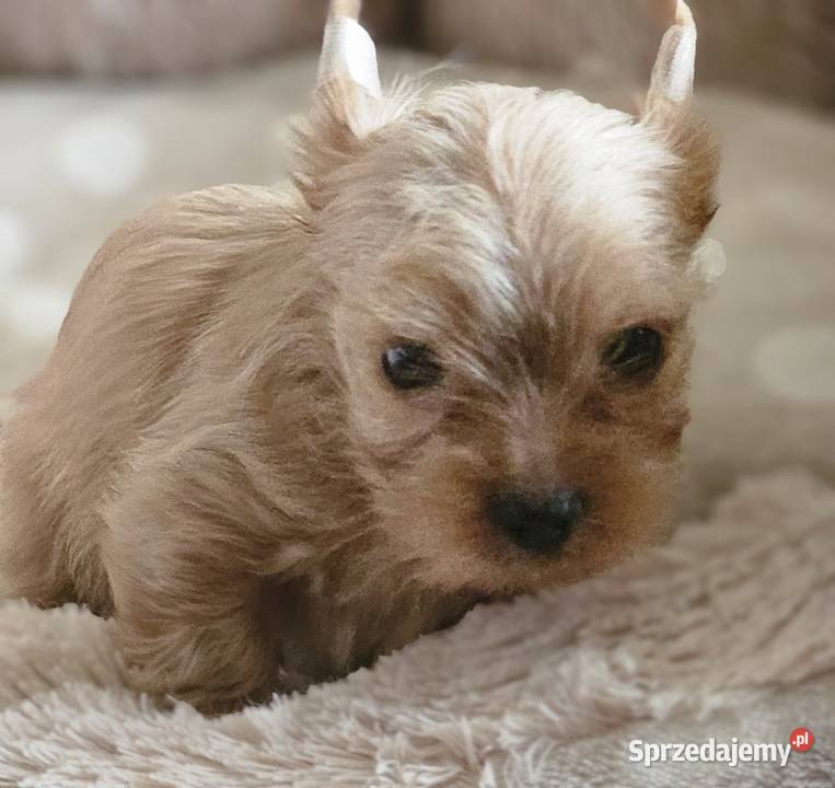York maleńki chłopiec Golddust śląskie Częstochowa