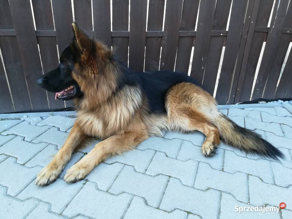 Owczarek niemiecki długowłosy krycie Dobrzykowice sprzedam