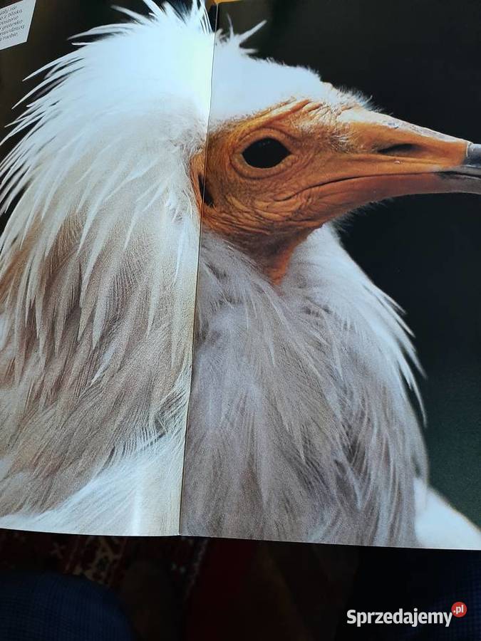 Swiat dzikich zwierząt Larousse