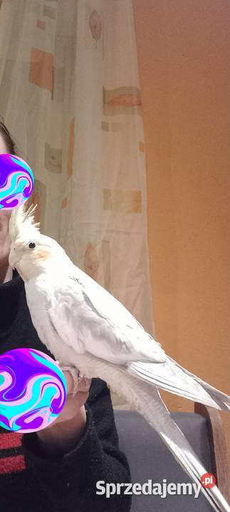 Sprzedam nimfe