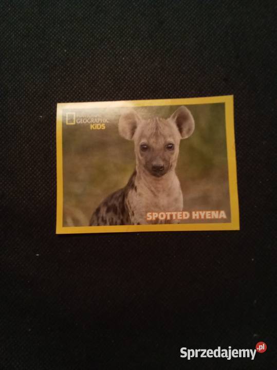 Naklejka hiena national geographic kids Pozostałe Warszawa