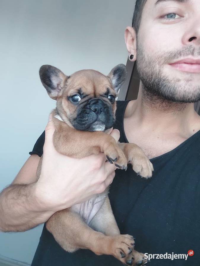 Buldog francuski Olsztyn