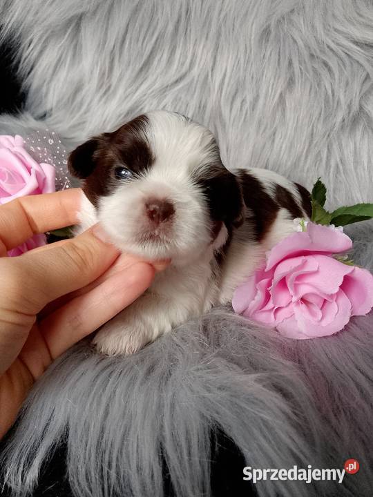 Piękna biało czekoladowa suczka rasy ShihTzu Namysłów sprzedam