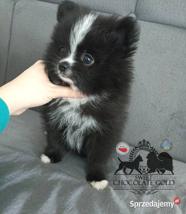 Suczka pomeranian szpic miniaturowy czarna Szpic miniaturowy łódzkie Bełchatów