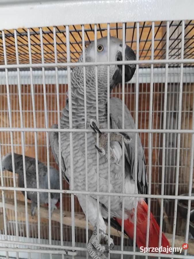 Samica i samiec Żako Ptaki