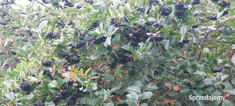 Aronia ekologiczna