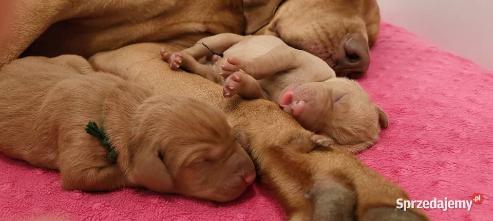 Wyżeł Węgierski krótkowłosy szczeniak z Pozostałe Kraków
