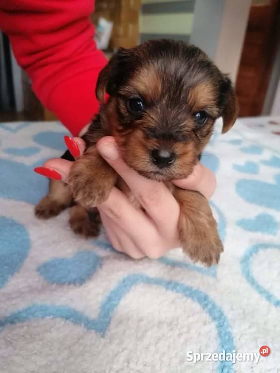 York shire terrier biewer carrier szczenięta Chorzów