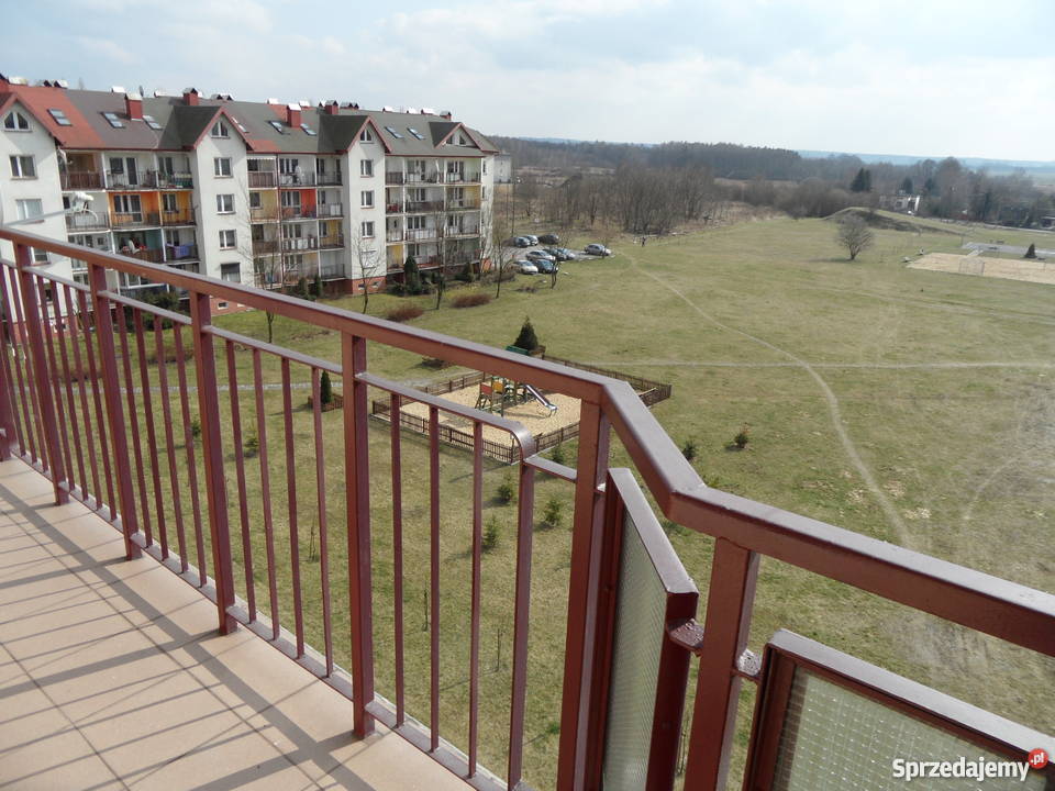 Bugaj Wajsówny BEZPOŚREDNIO łódzkie Pabianice sprzedam