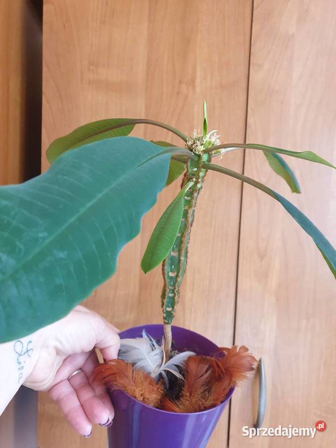 Roślina doniczkowa wilczomlecz białounerwiony