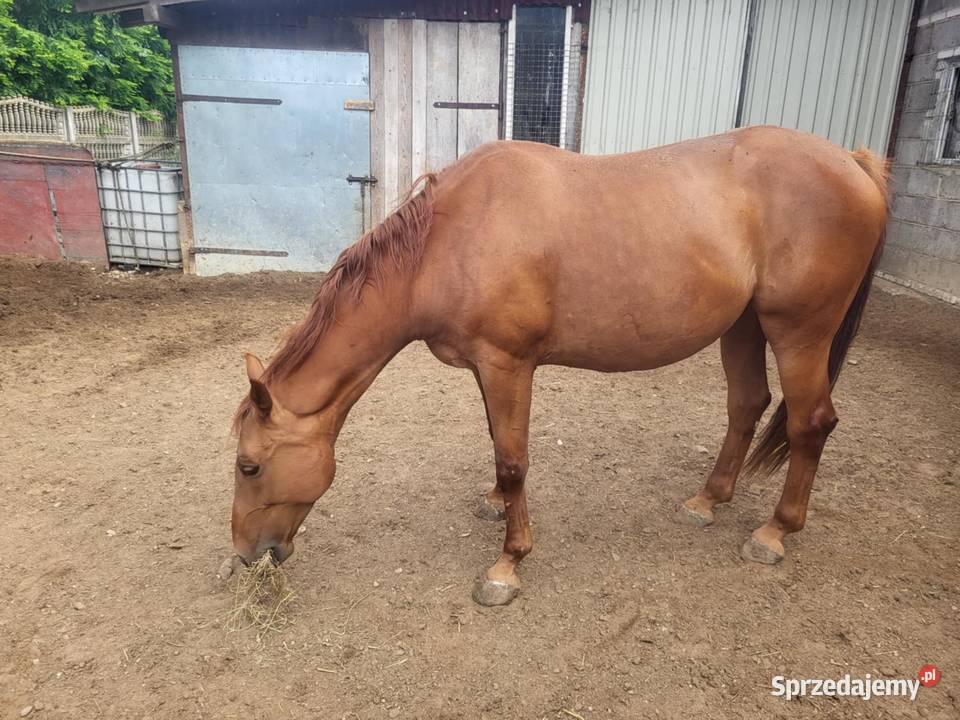 Klacz Rodzinna Bomboodporna Zwierzęta łódzkie Łęczyca