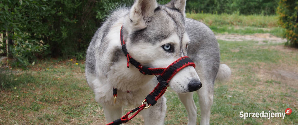 Kantar Szkoleniowy Psa Halter PA Hifica Tychy