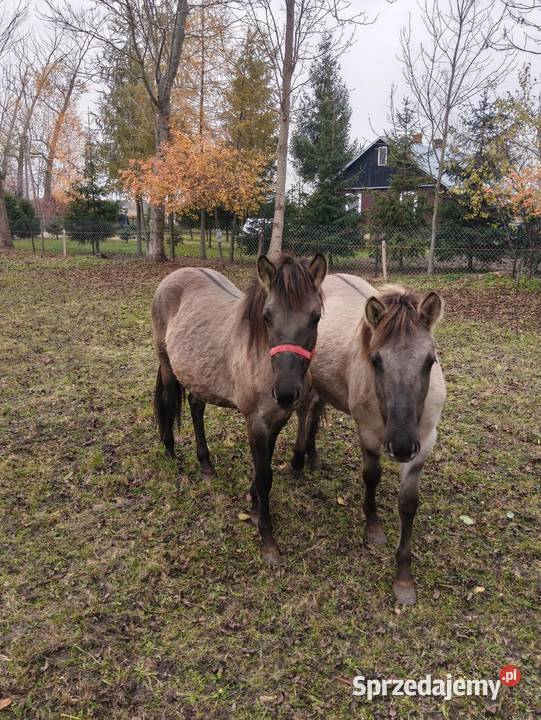 Dwie klacze Konie Wólka Miedzyńska