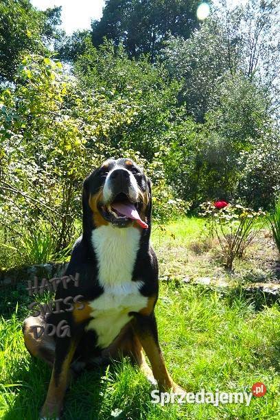 Duży Szwajcarski Pies Pasterski szczeniak śląskie Katowice