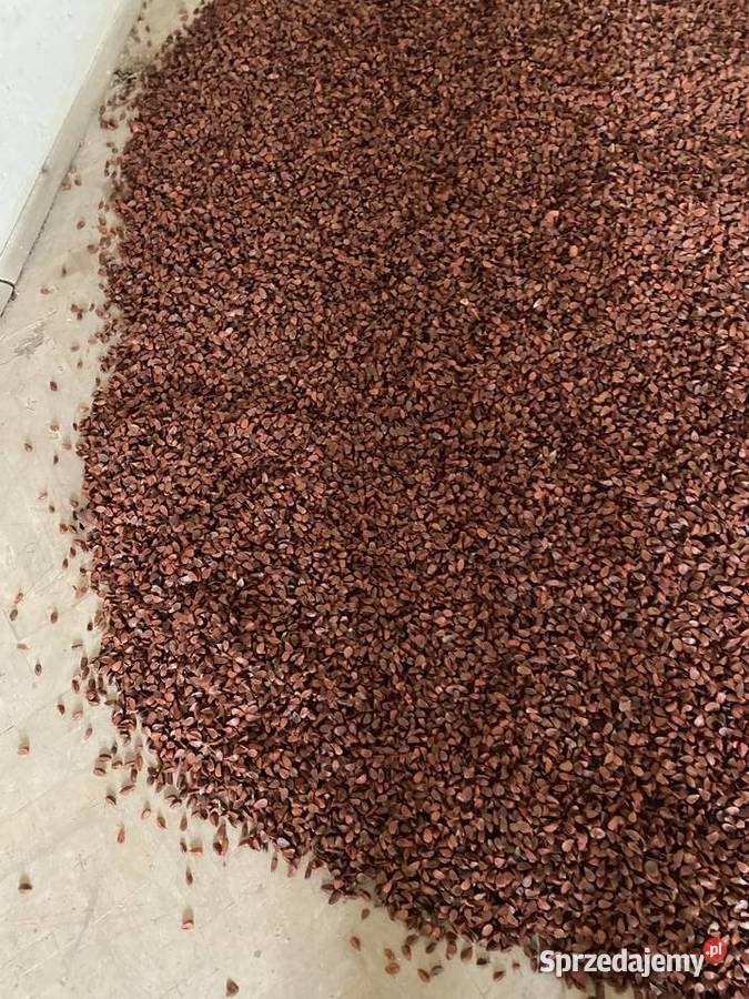 Sprzedam bukiew i żołędzie nasiona buku i dębu