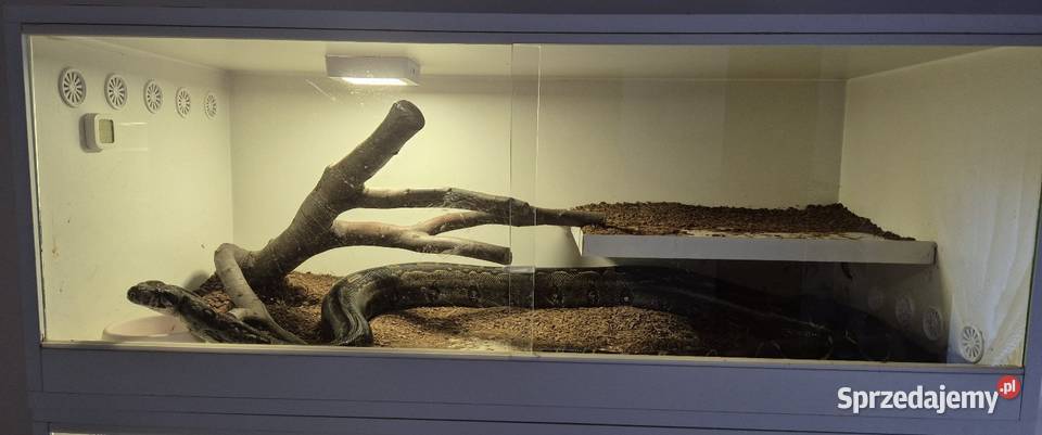 Boa cesarski sprzedam