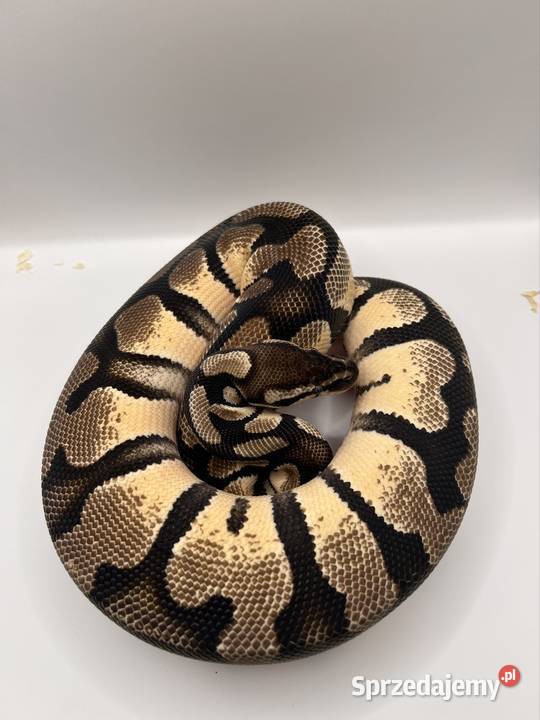 Węże różne odmiany Suchedniów