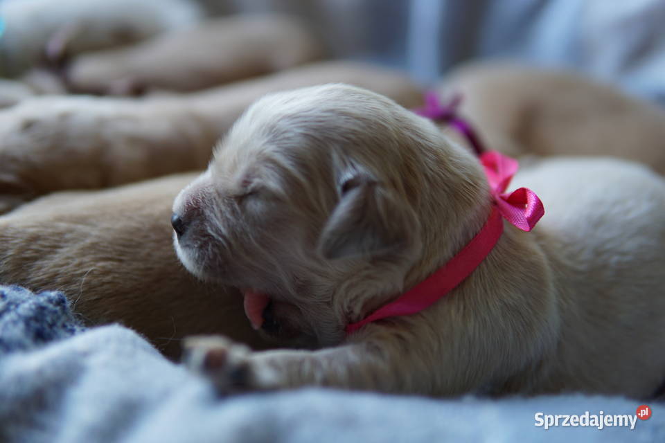 Szczeniak Golden Retriever Rzeszów