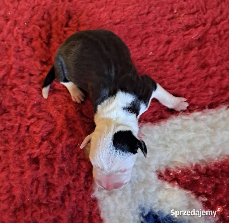 Amstaff ZKWP FCI śliczna suczka śląskie