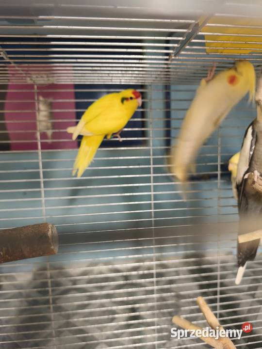 Modrolotka papuga kozia Poznań sprzedam