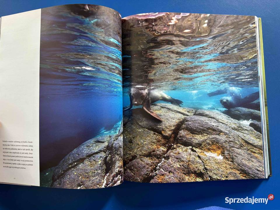 Książka Nurkowa Antarktyka Podwodne Zauroczenie Bytom