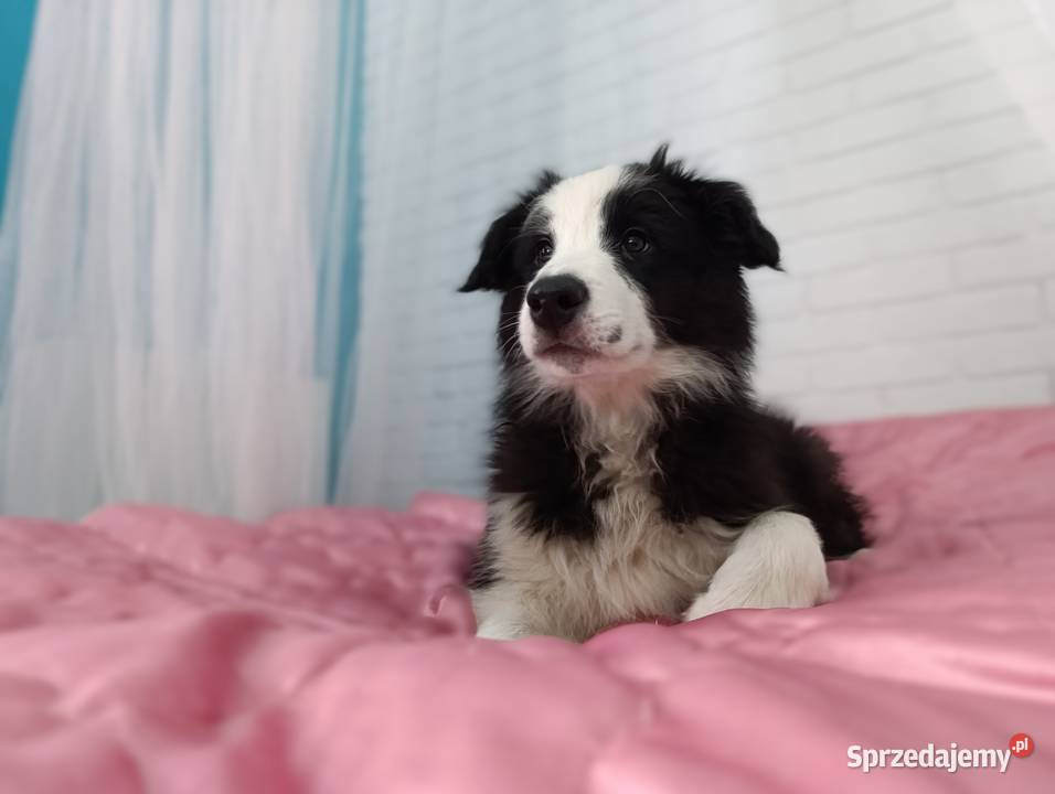 szczeniak pies BORDER COLLIE czarnobiały sprzedam