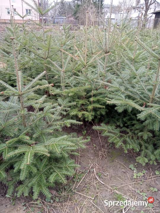 Sadzonki jodły pospolitej i świerka 44 Bełżyce