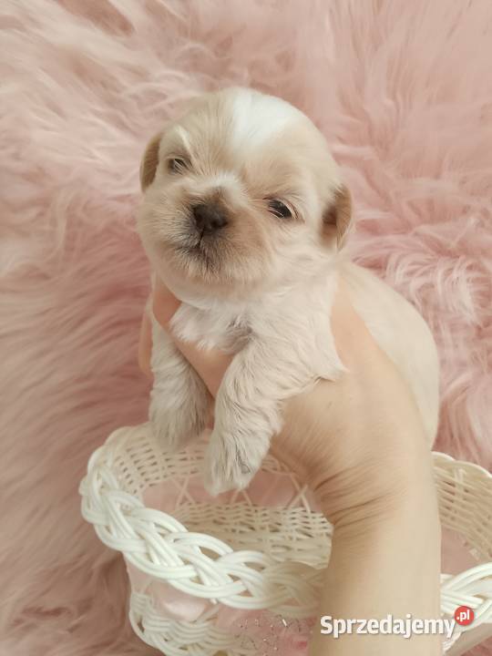 Piękna suczka rasy ShihTzu Shih Tzu Namysłów