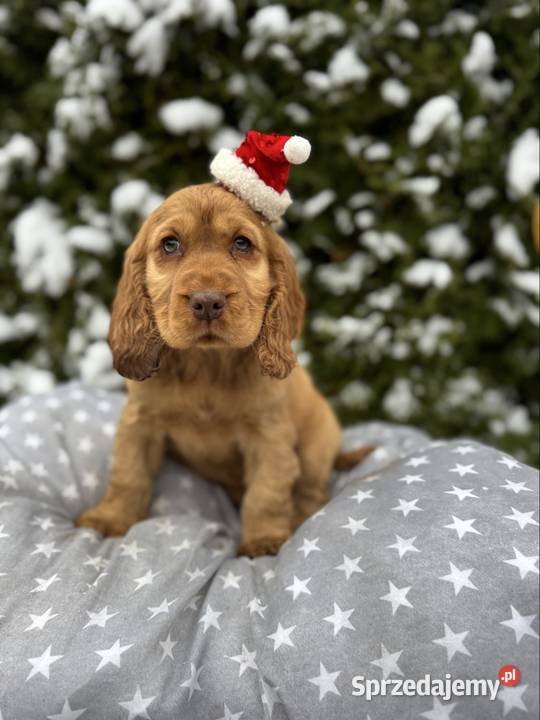 Jedyny taki Piękny piesek Cocker Spaniel Warszawa