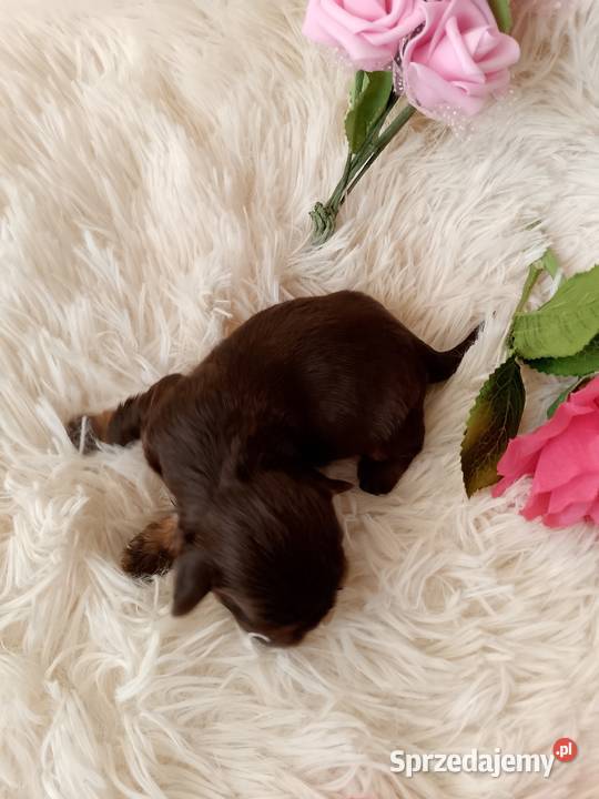 Czekoladowa suczka rasy ShihTzu szuka domku Psy Namysłów