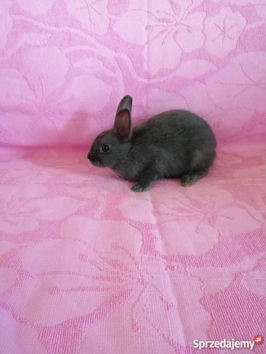 Króliczki karzelki króliczki miniaturki Gryzonie Radom sprzedam