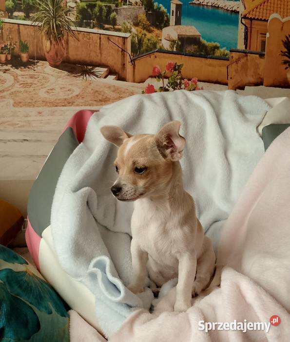 Chihuahua dziewczynka Chihuahua Dąbrowa Tarnowska sprzedam
