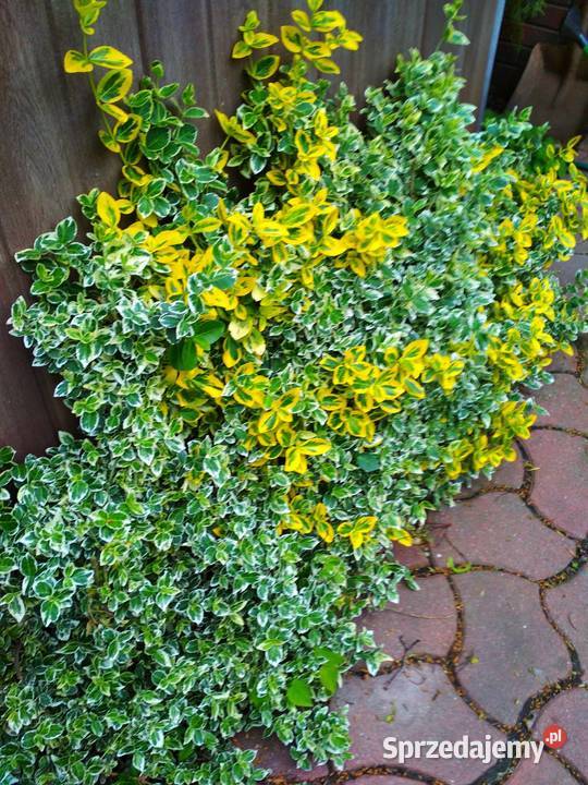 Thuja Szmaragd tuja 115 trzmielina bluszcz Poznań