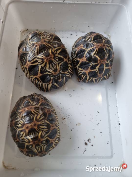 Żółw promienisty Astrochelys radiata