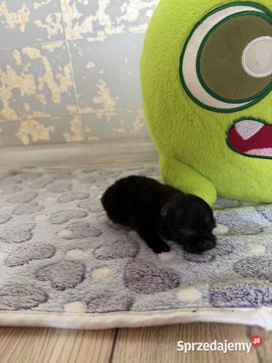 Szpic miniaturowy pomeranian chłopcy Poniszowice sprzedam