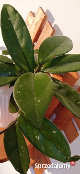 Hoya carnosa roślina pnąca domowy Kwiat