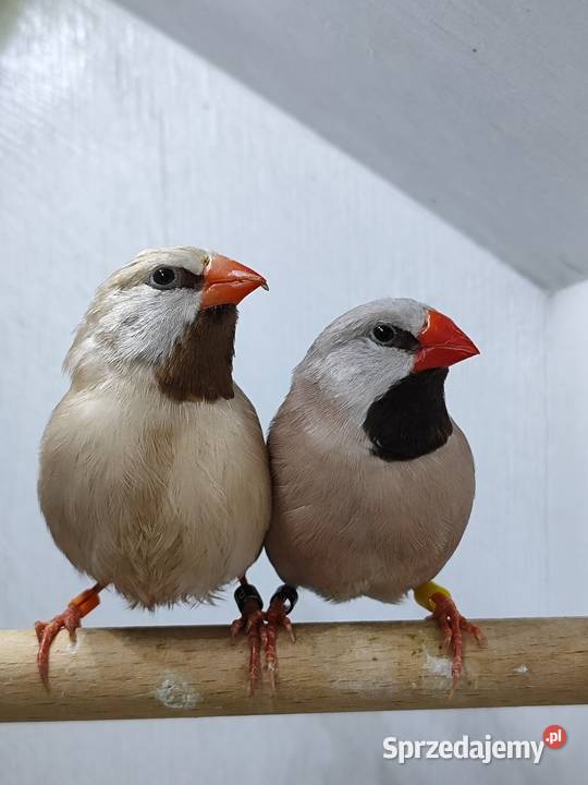 Amadyna ostrosterna para Astryld Astryldy Myślenice sprzedam