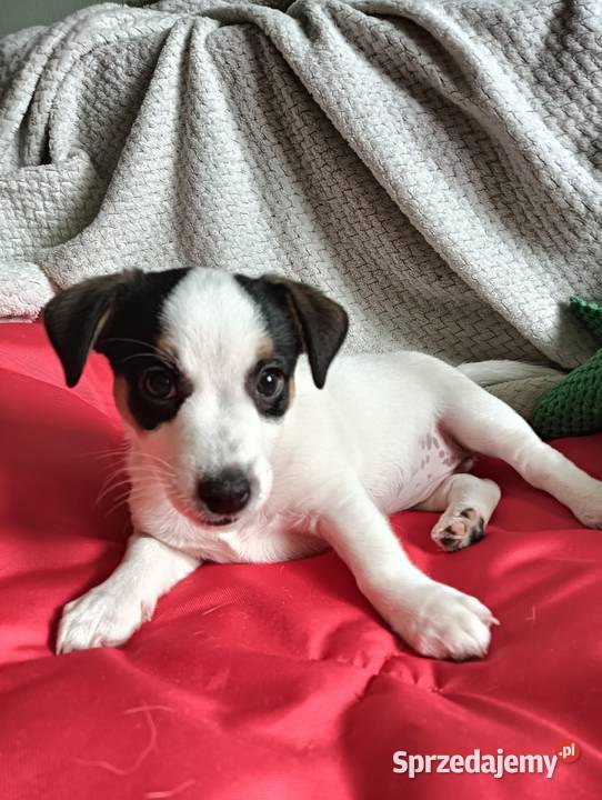 Jack russell terrier ostatnia sunia śląskie Częstochowa